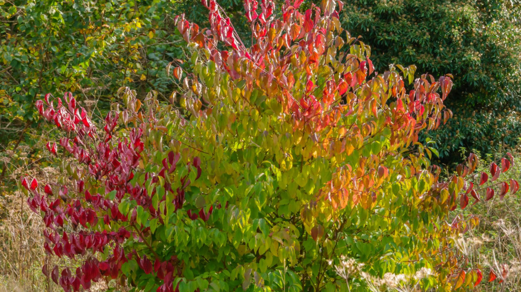 Dereń świdwa Cornus sanguinea