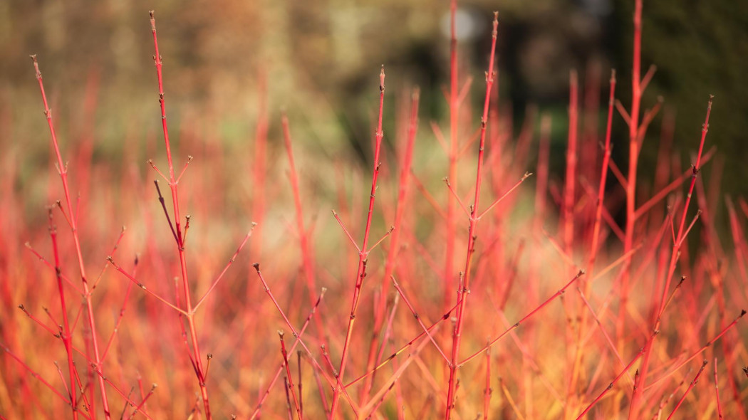 Dereń świdwa Cornus sanguinea