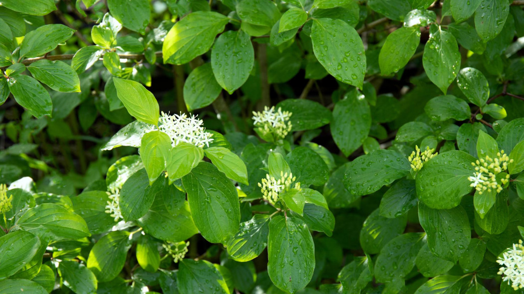 Dereń świdwa Cornus sanguinea