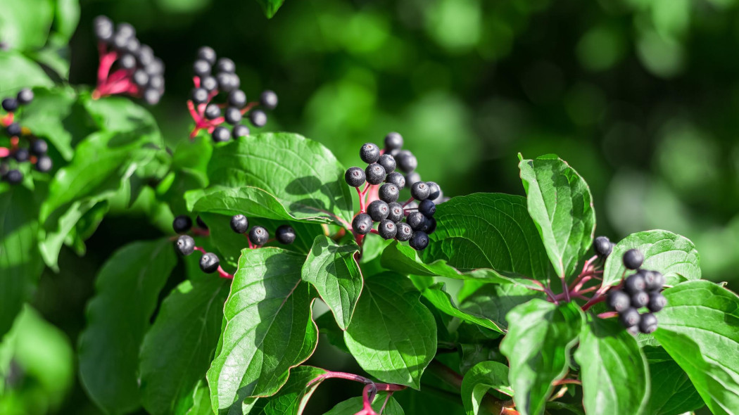 Dereń świdwa Cornus sanguinea