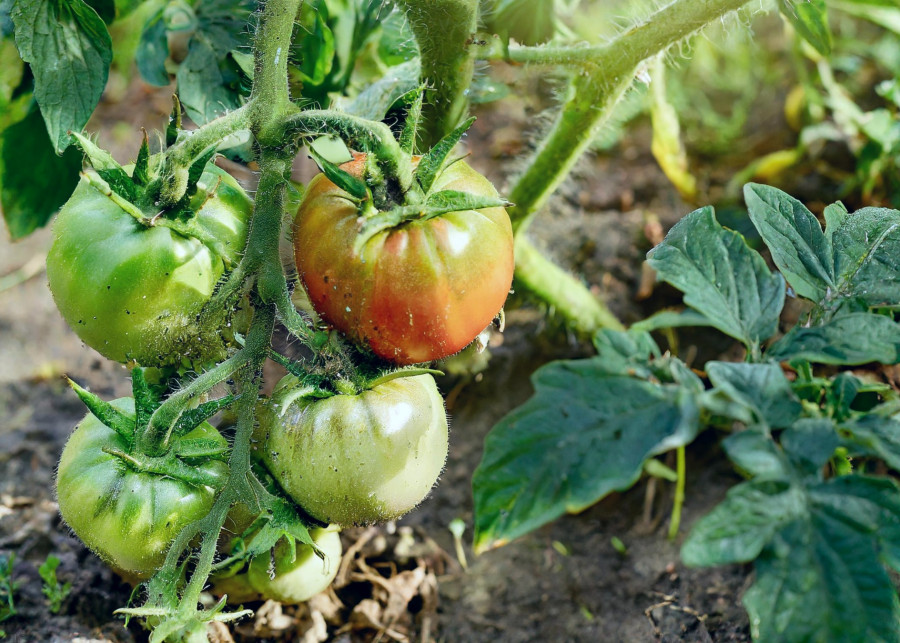 Przenawożenie pomidorów – objawy, które nie pozostawiają wątpliwości