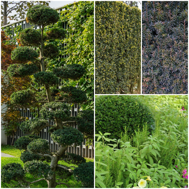 ostrokrzew karbowanolistny (Ilex crenata) w formie bonsai, kul, żywopłotu w ogrodzie - alternatywa dla bukszpanu