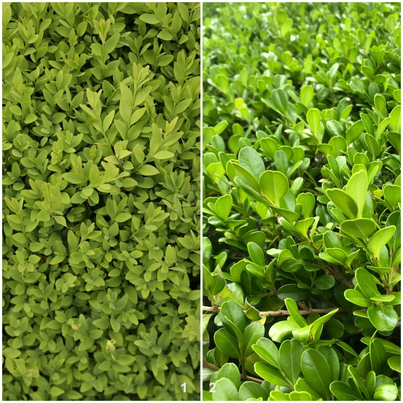 bukszpan wiecziezielony (Buxus semperwirens) i ostrokrzew - podobne liście