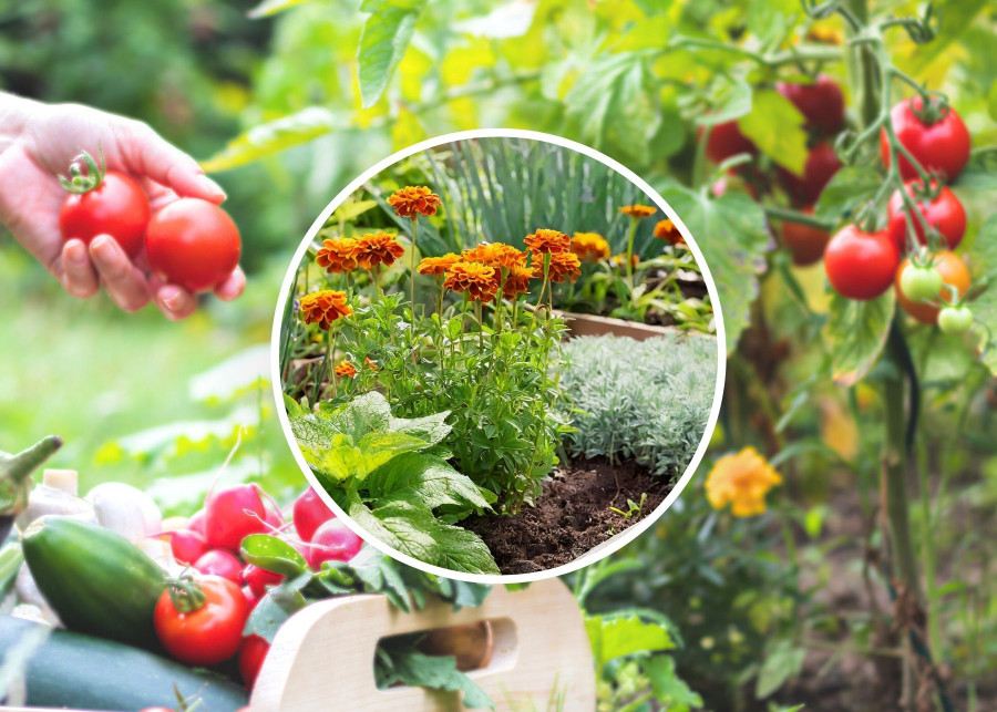 Tajemnica obfitych zbiorów pomidorów – sadź je w odpowiednim towarzystwie