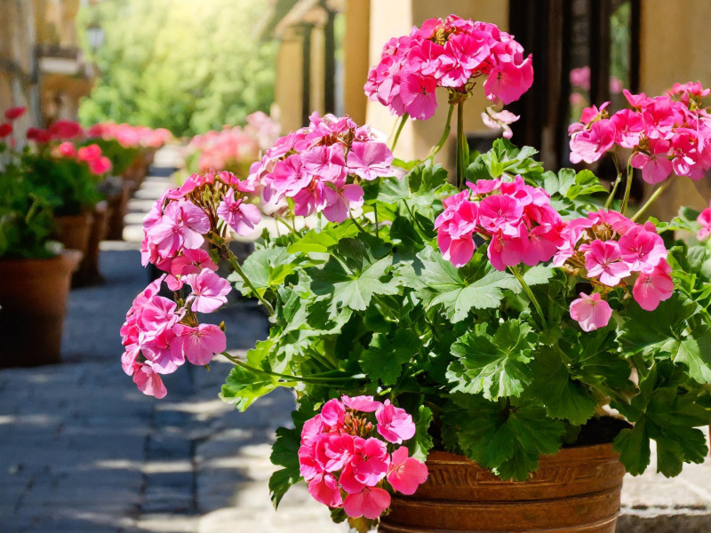 Pelargonie w południowym słońcu