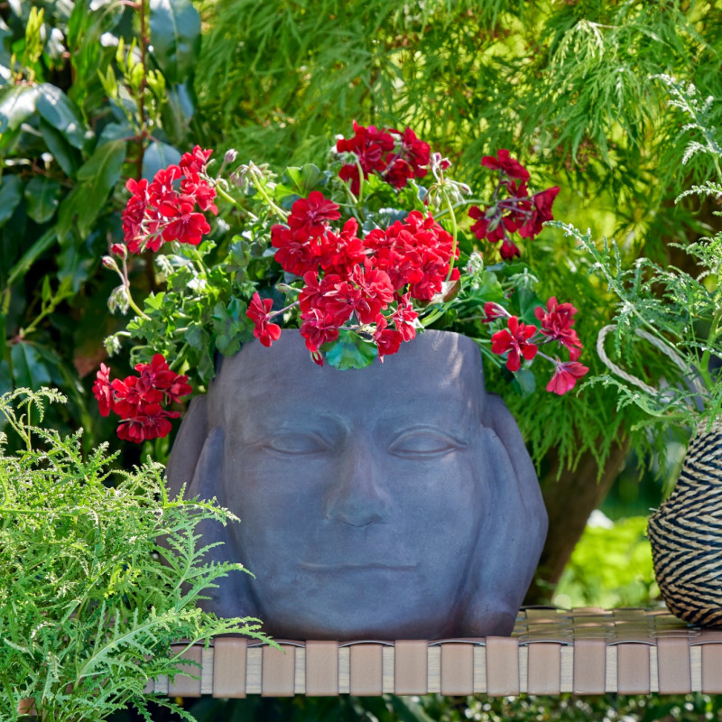 Pelargonie w cieniu w czasie upałów