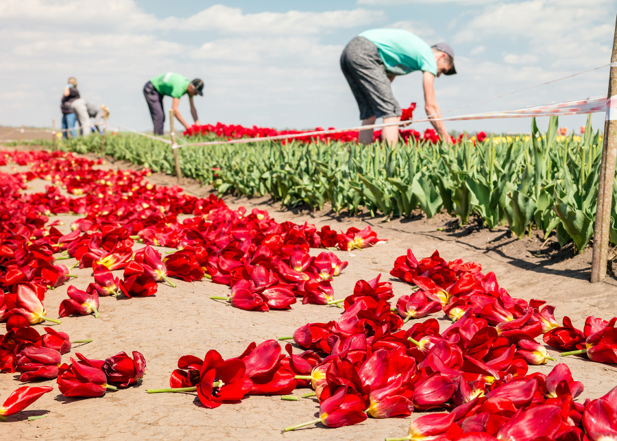Jak dbać o tulipany po sezonie? Oto praktyczne porady krok po kroku