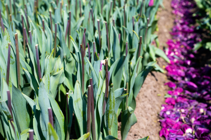 Tulipany po ogławianiu. Produkcja cebulek tulipanów w Holandii, ścięte główki tulipanów na polach uprawnych