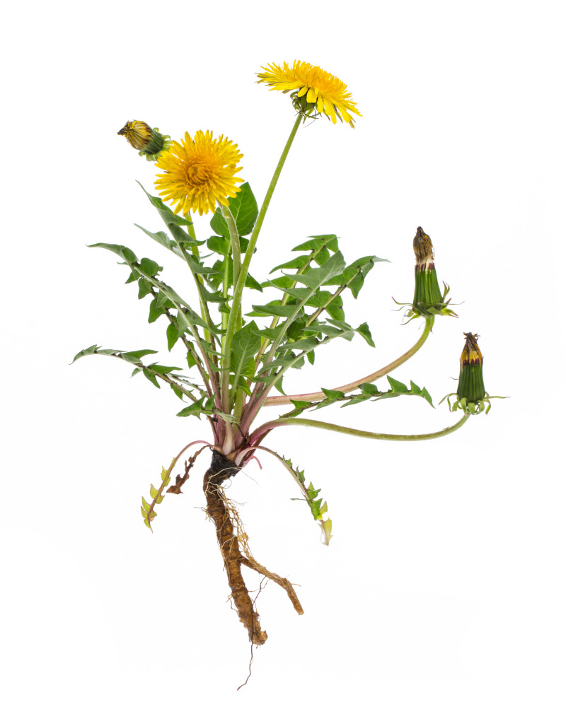 Mniszek lekarski (łac. Taraxacum officinale)