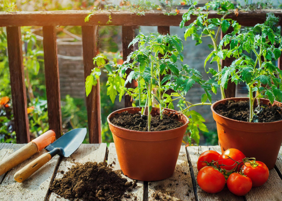 Sadzenie sadzonek pomidorów do doniczek na balkonie, ziemia rozsypana wokół doniczki
