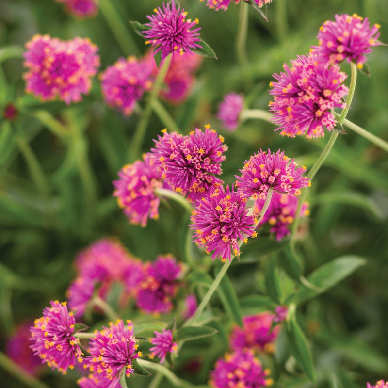 różowe kuliste kwiatostany Gomphrena pulchella truffula pink 