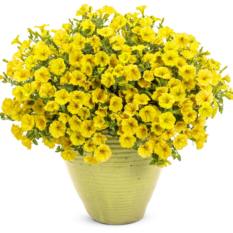 żółta kwitnąca superpetunia mini vista yellow w donicy