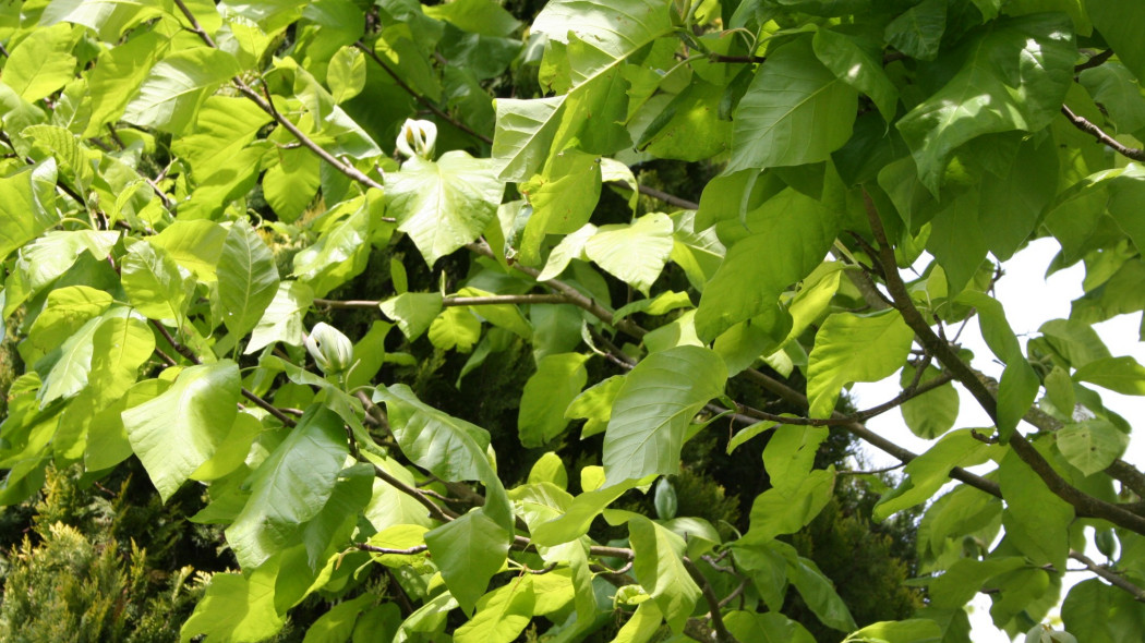 Magnolia drzewiasta