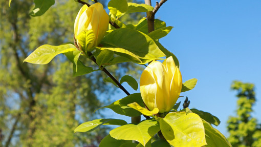 Magnolia drzewiasta