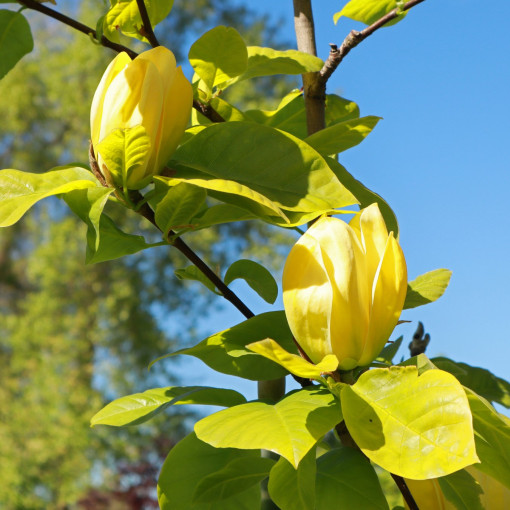 Magnolia drzewiasta