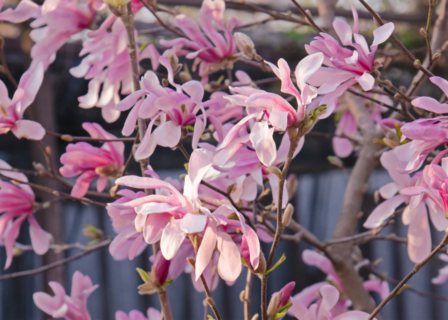 Magnolia Loebnera