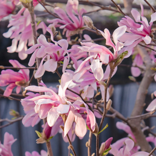 Magnolia Loebnera