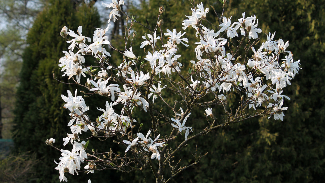 Magnolia Loebnera