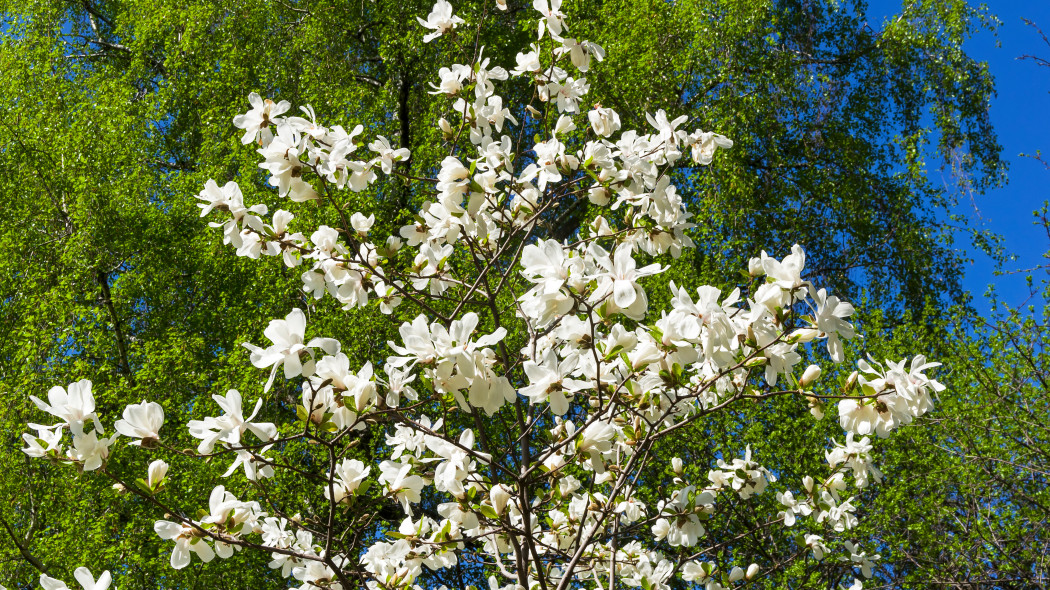 Magnolia Loebnera