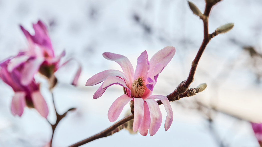 Magnolia Loebnera