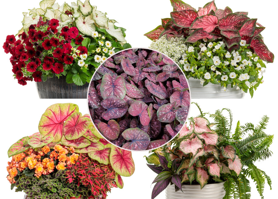 aranżacje z kaladium w doniczkach w połączeniu z roślinami sezonowymi o różnych kolorach kwiatów i liści