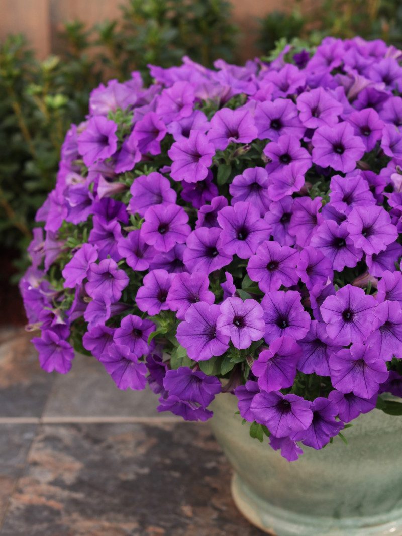 Supertunia Mini Vista odmiana 'Indigo'