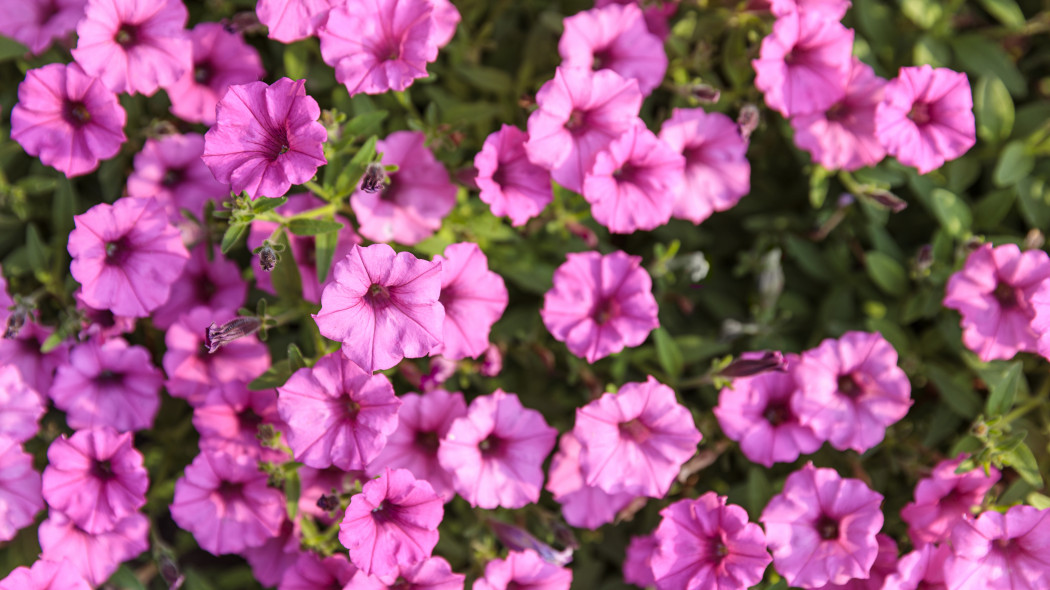 Petunia w wydaniu mini? Oto Supertunia Mini Vista