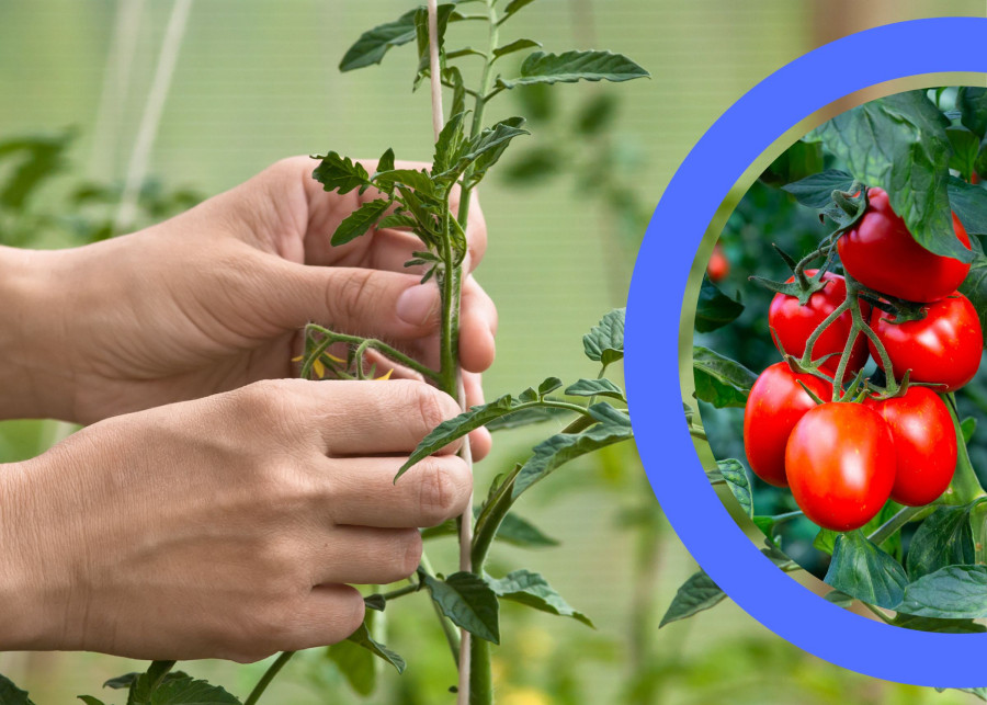 rozsady pomidorów na podwieszeniu i spore okazy w kiści