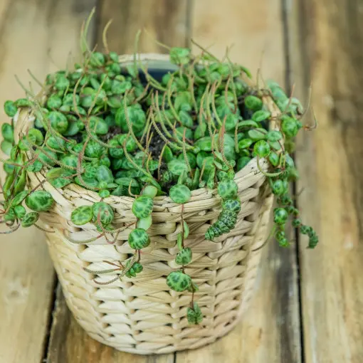 Peperomia zwisająca