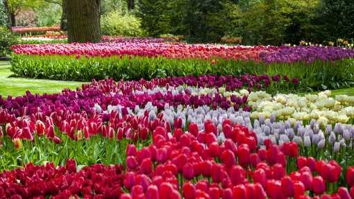 Tulipanowe inspiracje z Keukenhof. Odkryj 10 najpiękniejszych odmian