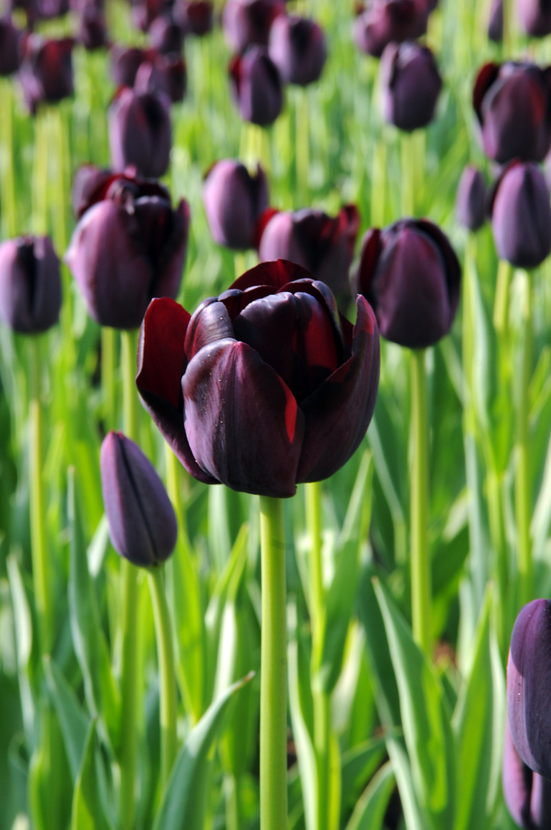 Tulipan 'Queen of the Night'