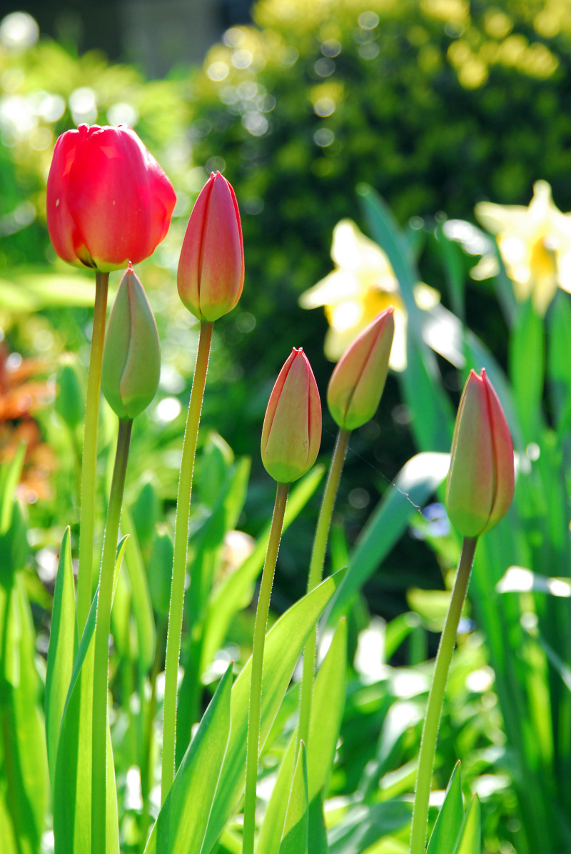 Tulipan 'Apeldoorn'