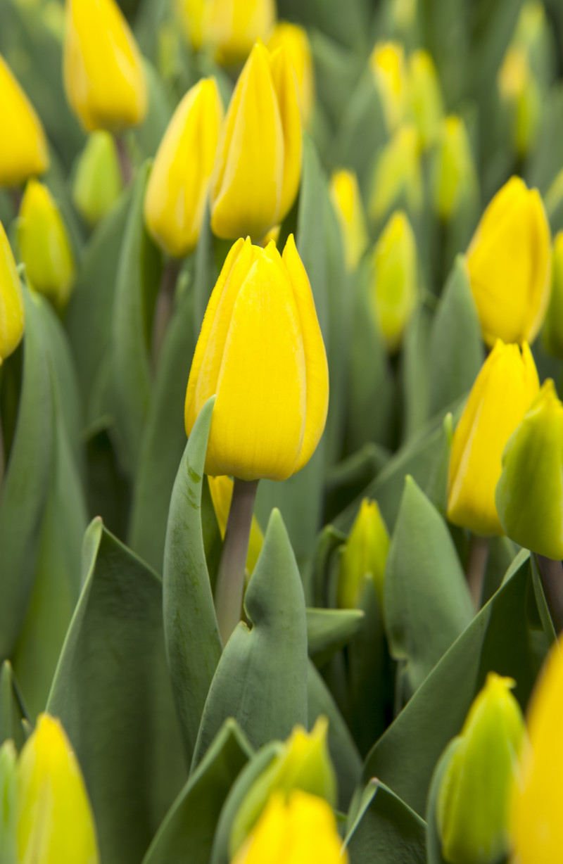 Tulipan 'Yellow Flight'