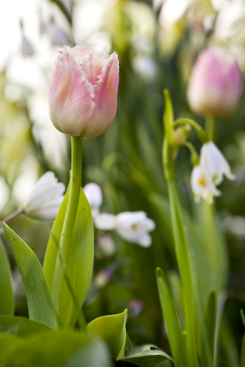 Tulipan 'Queensland'