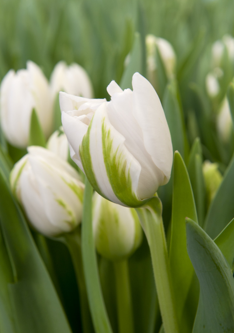 Tulipan 'Finola'