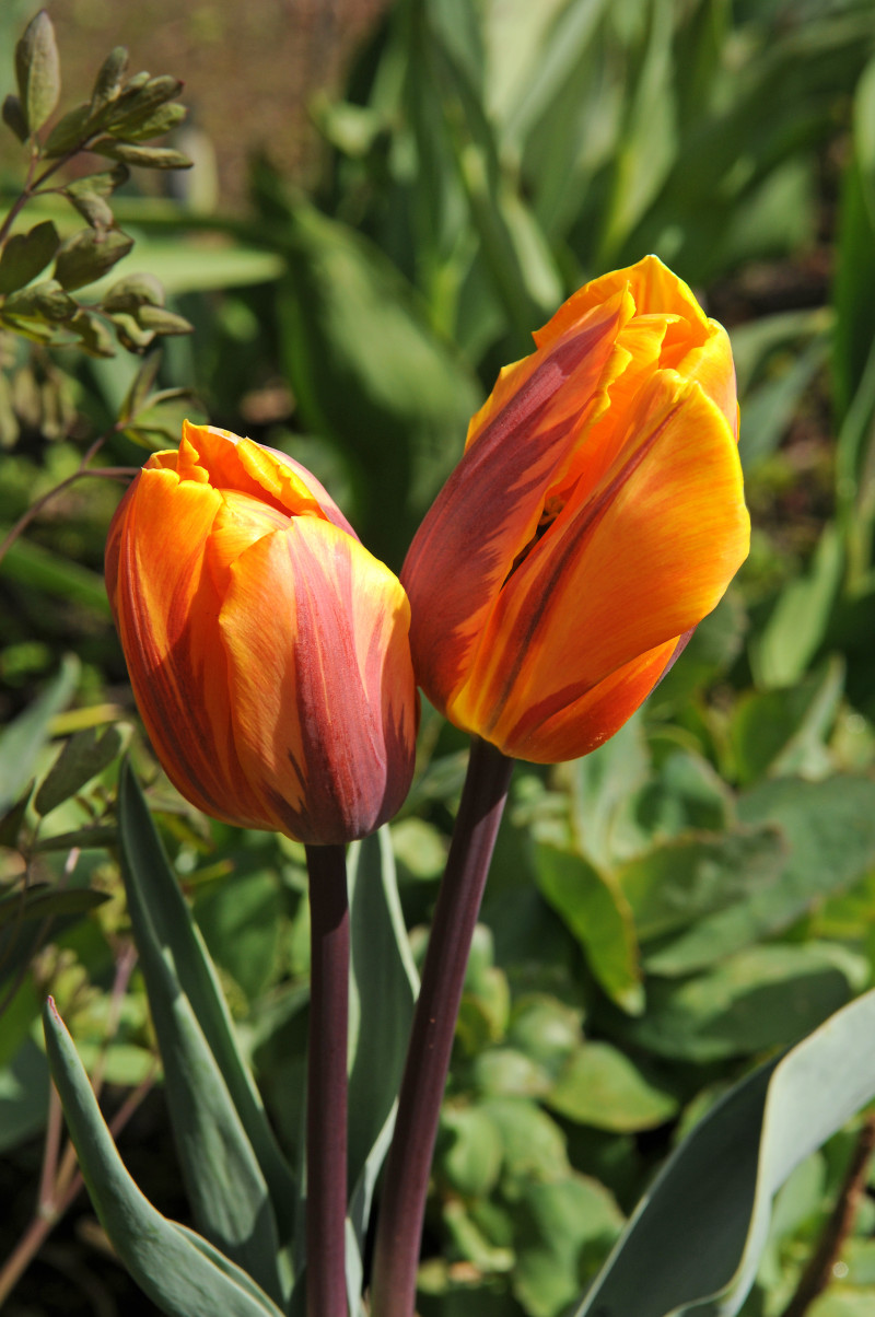 Tulipan 'Princess Irene'