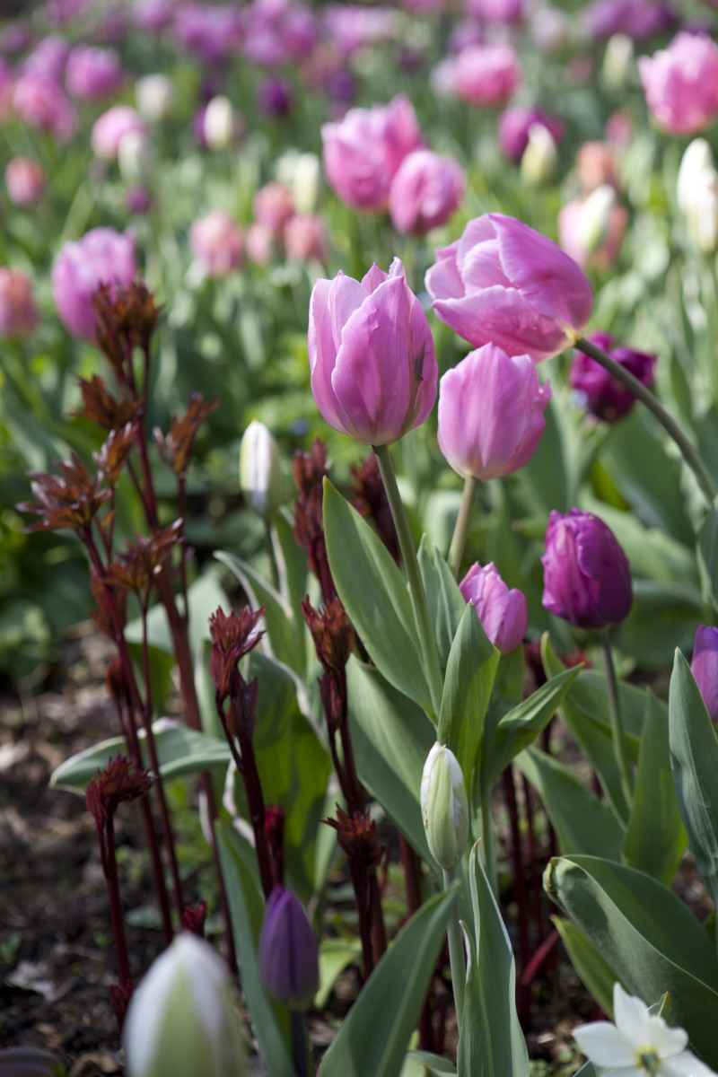 Tulipan 'Purple Prince'