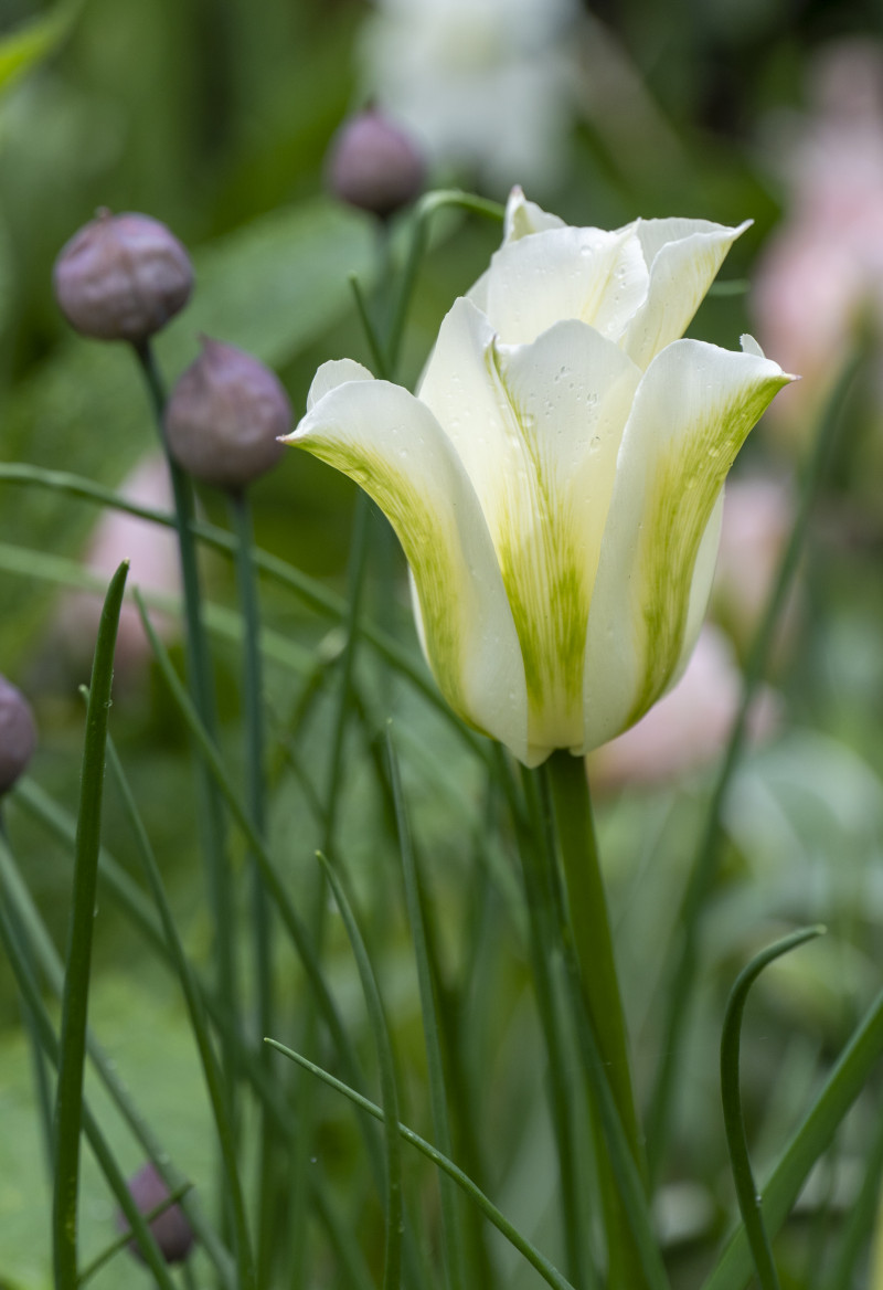 Tulipan 'Spring Green'