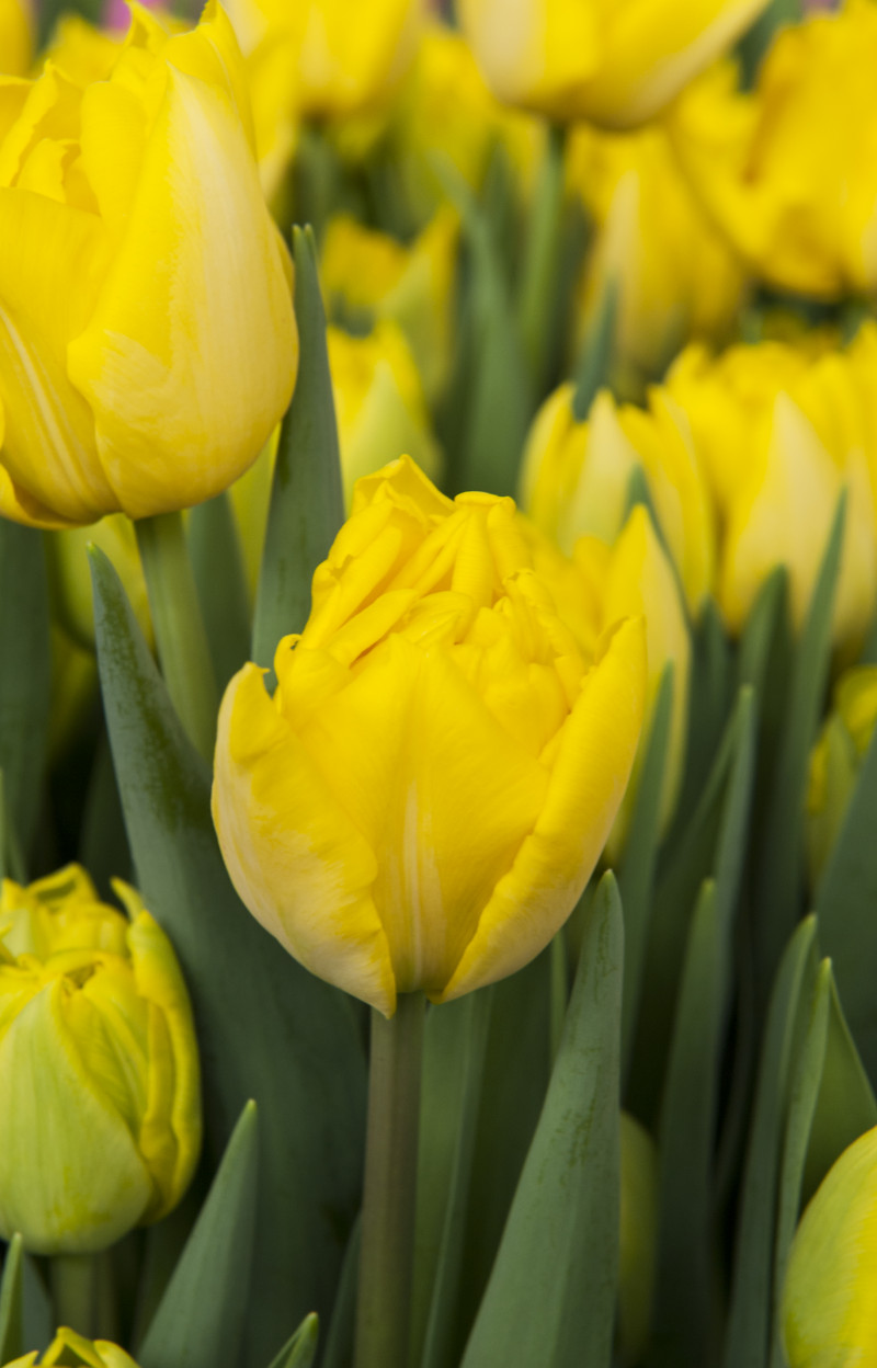 Tulipan 'Marie Jo' 