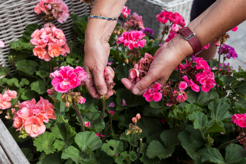 Usuwanie przekwitłych kwiatów pelargonii pobudza rośliny do ponownego kwitnienia