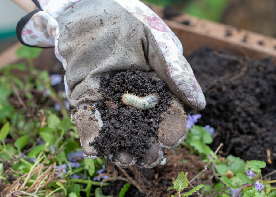 Białe robaki w ziemi ogrodowej to pędraki - larwy chrabąszczy