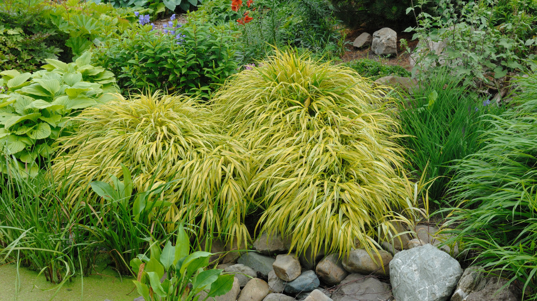 Hakonechloa - trawa ozdobna do cienia