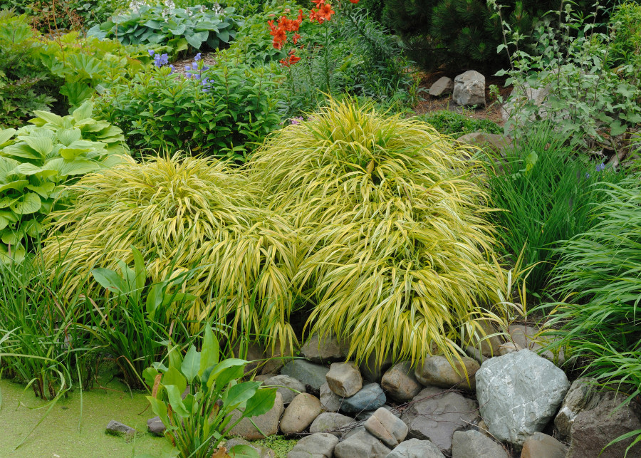 Hakonechloa - trawa ozdobna do cienia