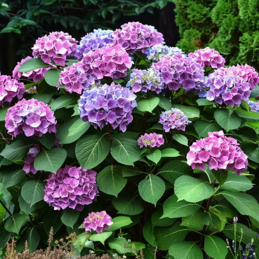 Hortensja ogrodowa Diva Fiore