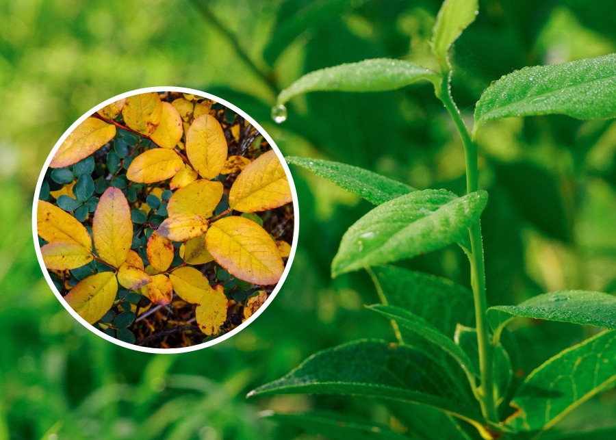 Chloroza liści u borówek – jak ją rozpoznać i leczyć?