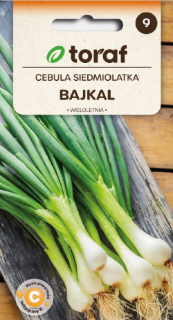 Cebula siedmiolatka BAJKAL