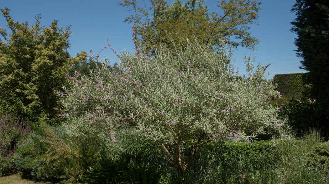 Buddleja alternifolia 'Argentea'