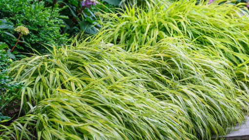 Hakonechloa smukła / Trawa bambusowa