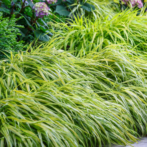 Hakonechloa smukła / Trawa bambusowa