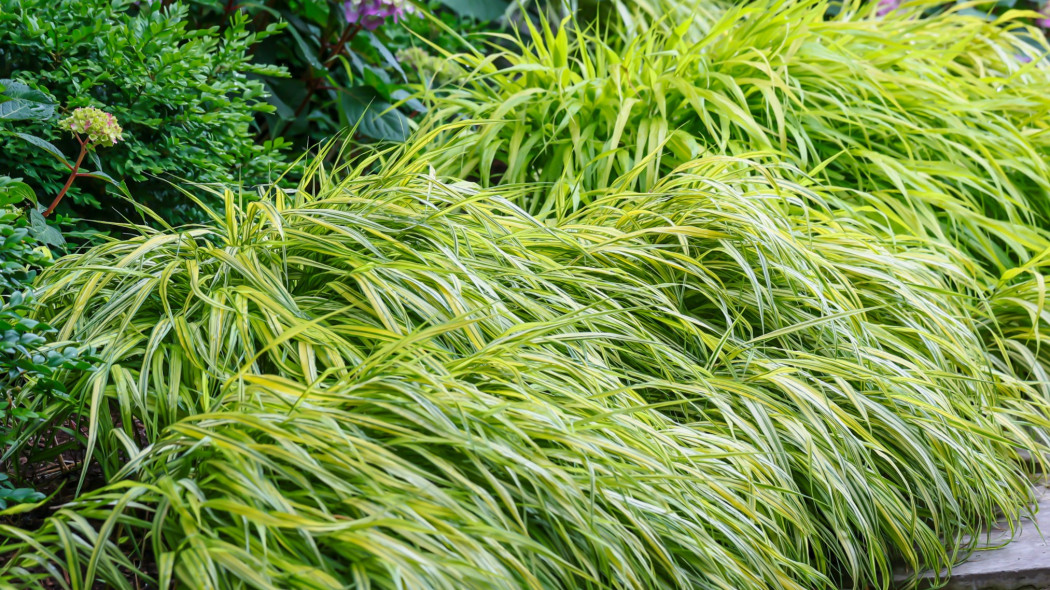 Hakonechloa smukła 'Aureola'